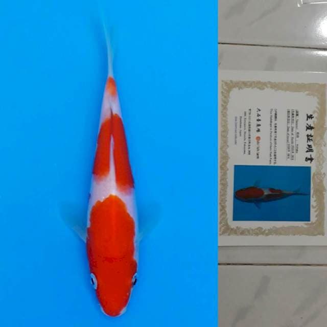 oishi kohaku 15cm certy