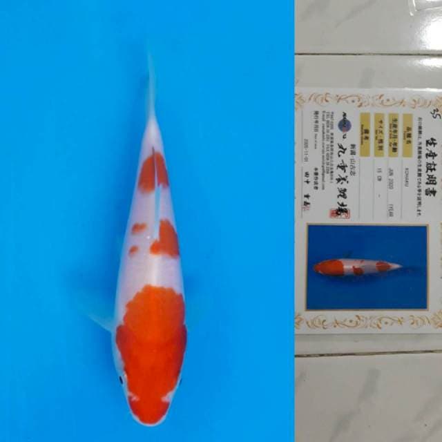 marujyu kohaku 15cm certy