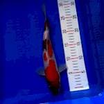 Showa Rapih 30cm