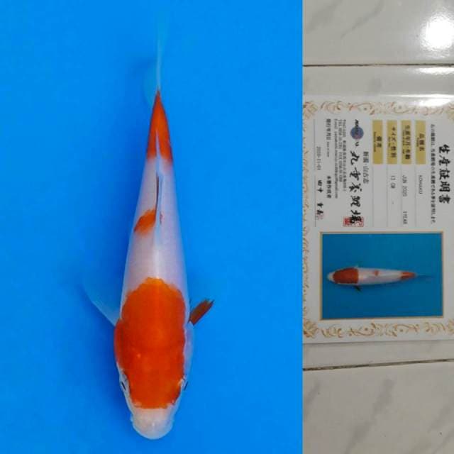 marujyu kohaku 13cm certy