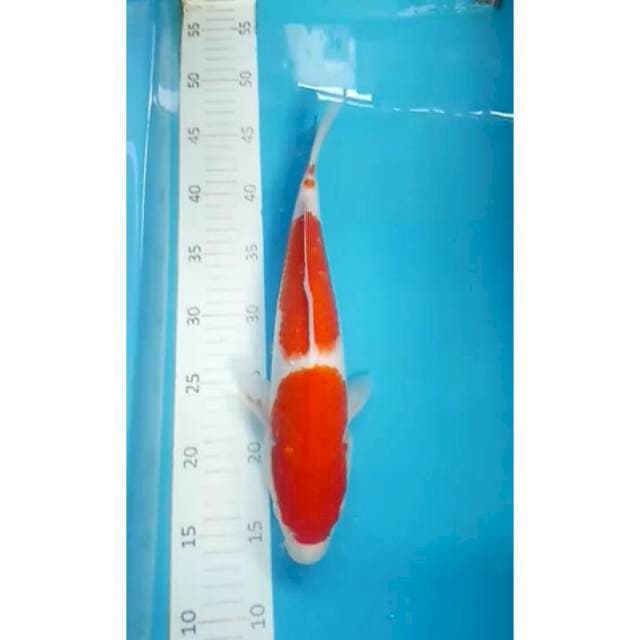 Kohaku