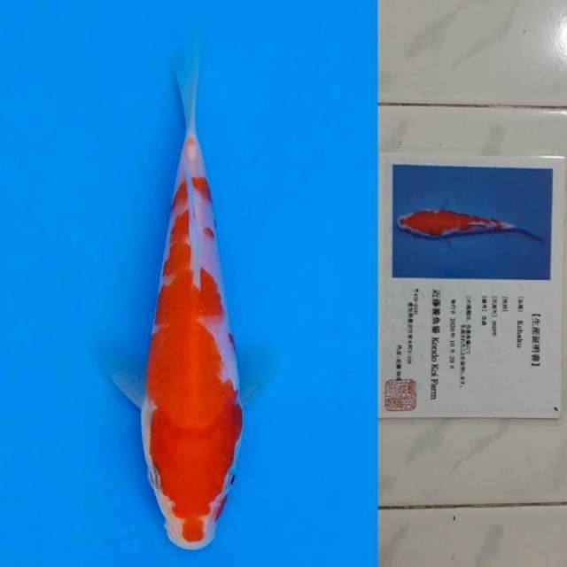 kondo kohaku 15cm certy