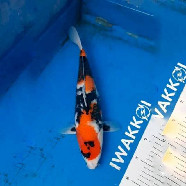 Showa Koleksi Bulky Kualitas