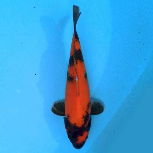 Utsuri 25 cm