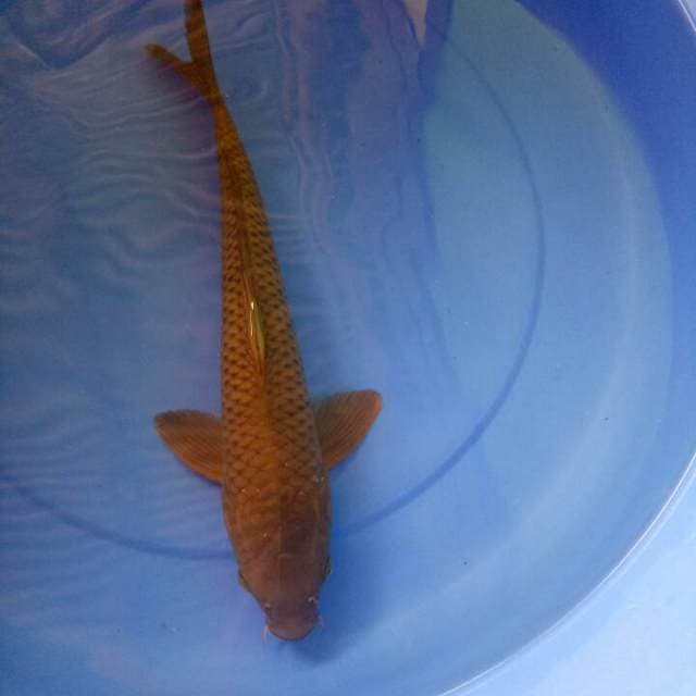 Chagoi 39 cm
