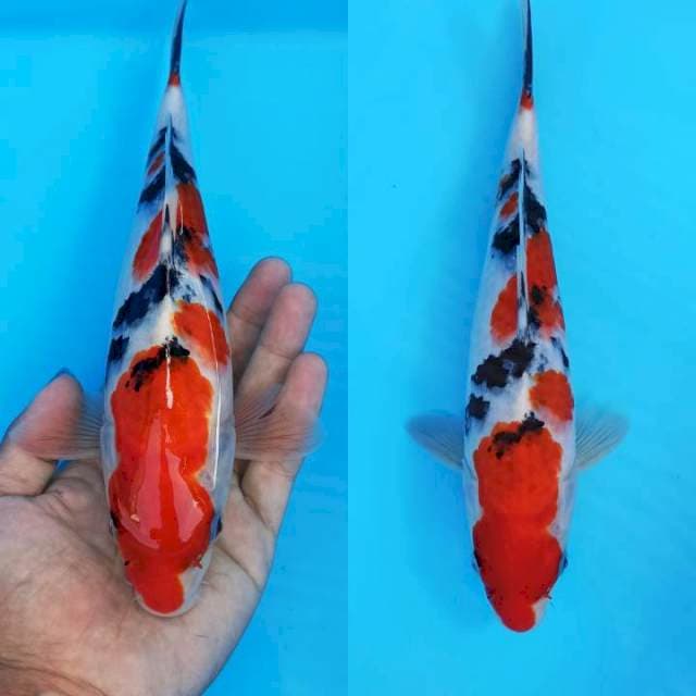 1e Taisho sanshoku red strong 26+cm