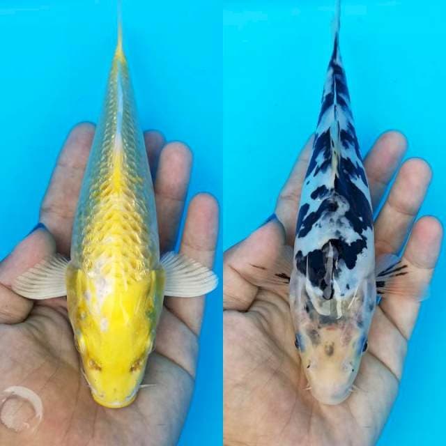 Hariwake ginrin x bekko doitsu 20bu