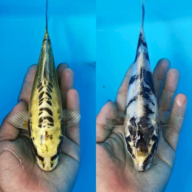 Double glow in the dark mizuo x kin showa doitsu 20cm