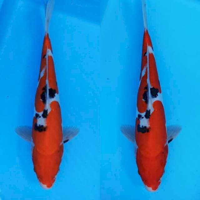 1e Sanke doitsu mulus kualitas 30cm