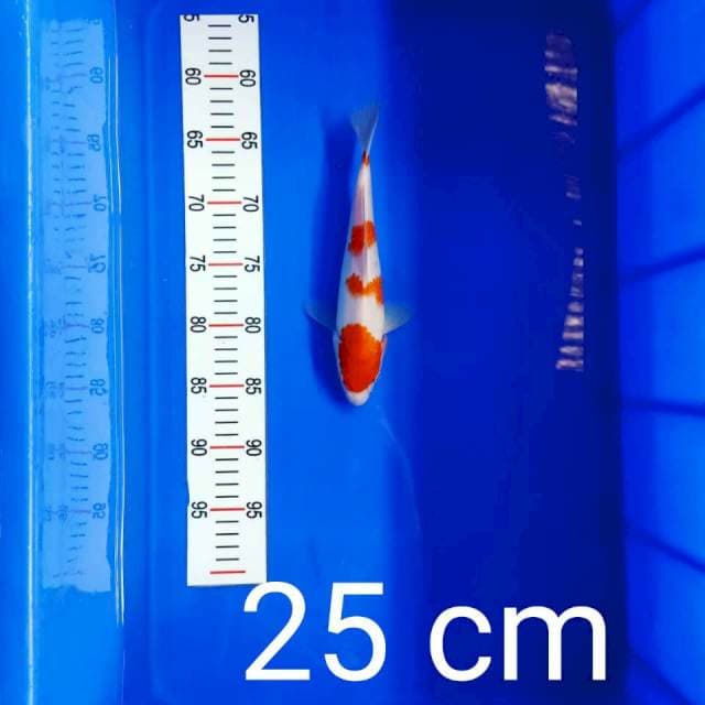 Kohaku 25 cm