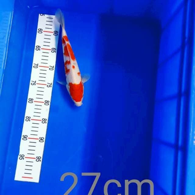 Kohaku 27 cm