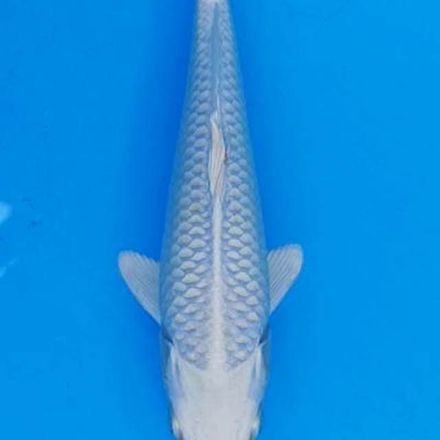 Super platinum ogon 23cm