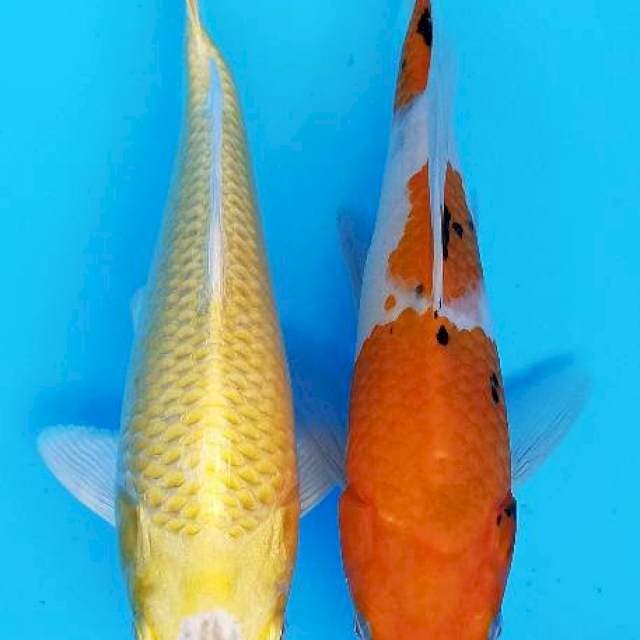Duet yamabuki dan kumpay sanke bulky 25bu