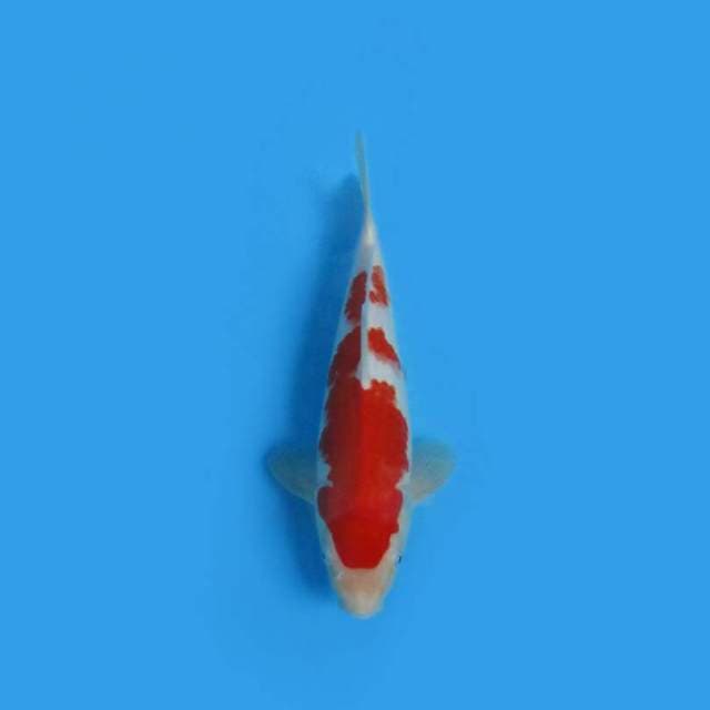 BKS ( KOHAKU 28 CM )