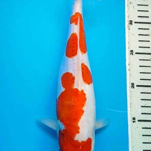 KOHAKU DOITSU 32 Cm