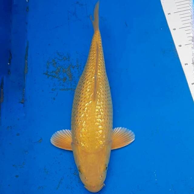 Midorigoi GInrin