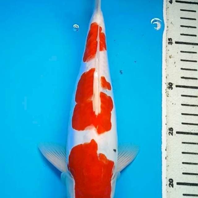 KOHAKU TATEGOI SANKE DOITSU ARAGOKE 29 cm,  JANTAN
