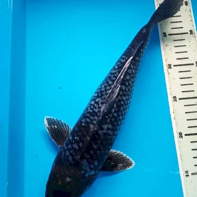 OCHIBA 35 cm, JANTAN