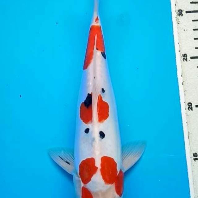SANKE DOITSU BULKY 27 cm,  JANTAN