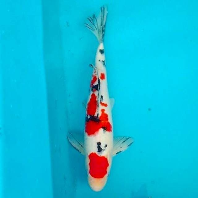 MaruSanke 35cm