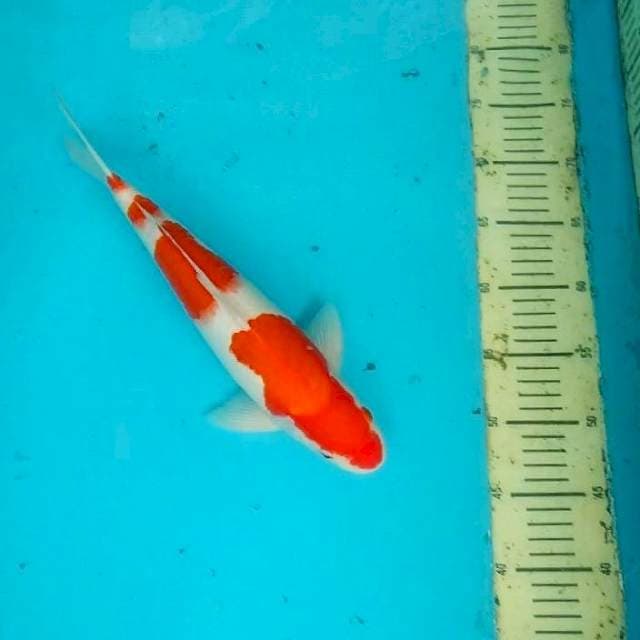 Yondan aigoromo 35cm