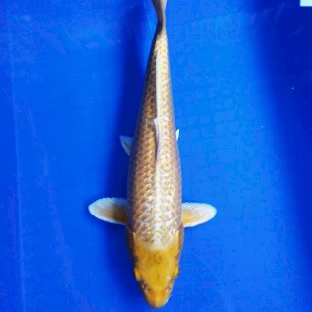 Ogon ginrin 35cm