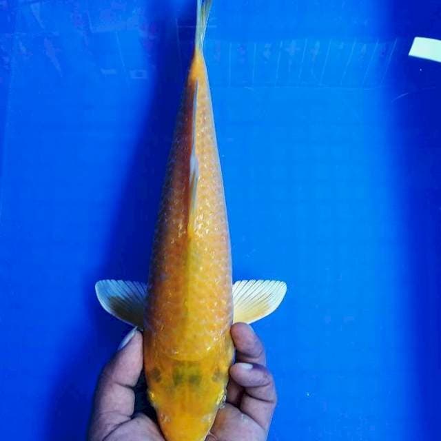 Karasi 33cm