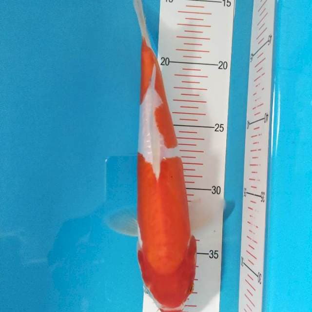 Kohaku Doitsu