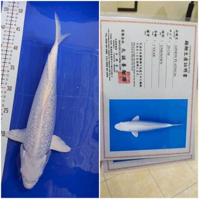 Platinum Ginrin 35Cm import Marusei