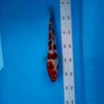 Ai goromo 27cm