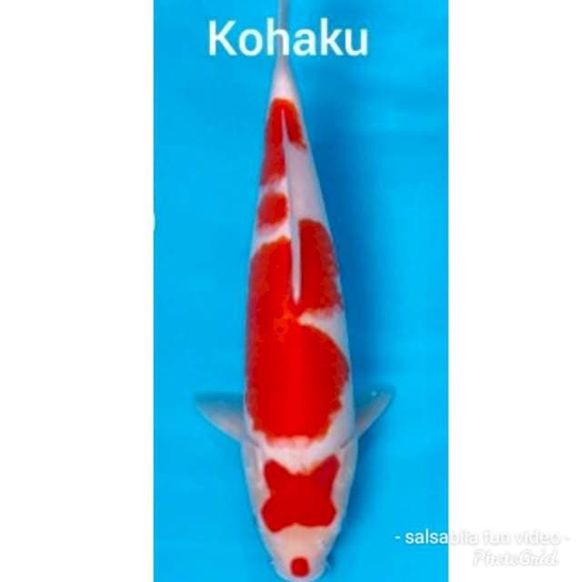 Kohaku strong 33cm