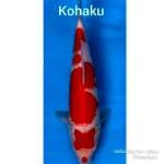 Kohaku strong 33cm