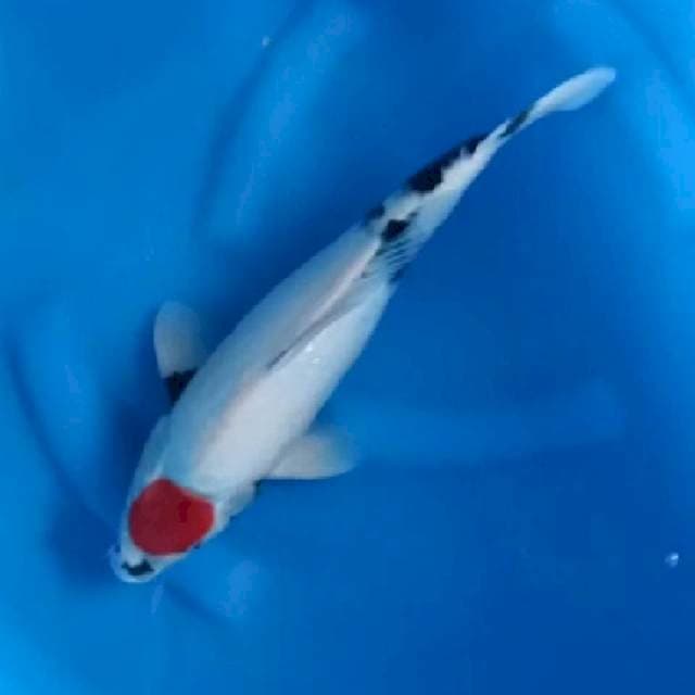 Showa 37cm