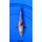 Kohaku 26cm