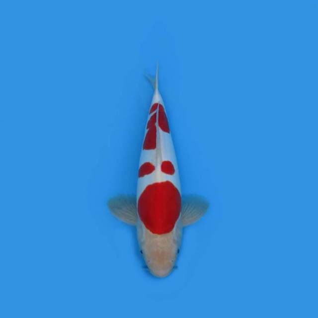 BKS ( KOHAKU DOIT 34 CM )