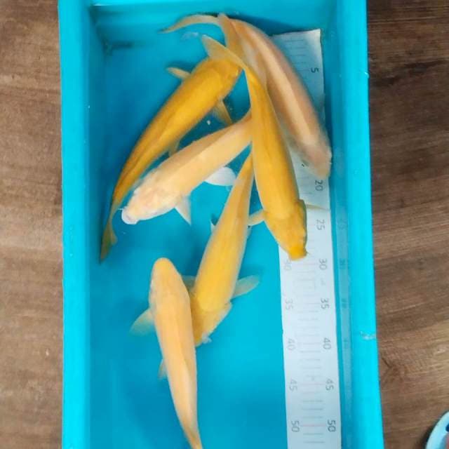 Paket karasi 32-34cm