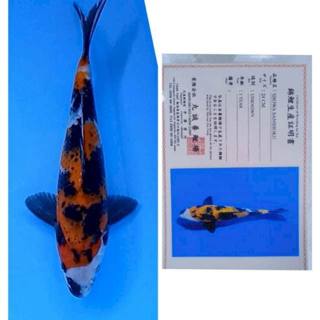 Showa Import Serti Marusei