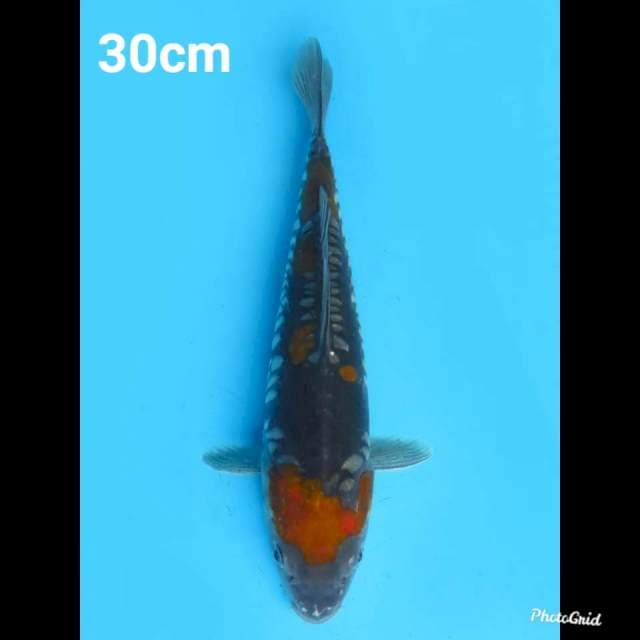 30cm , Ochiba Doitsu Original
