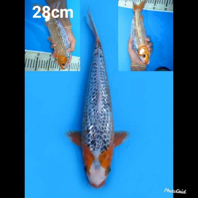 28cm , Male , Asagi Full Ginrin