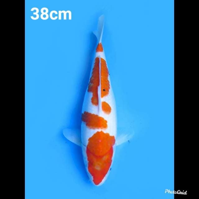 38cm , Jumbo Sanke Tategoi