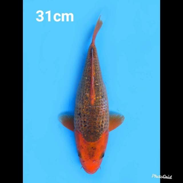 31cm , Red Matsuba Ginrin 