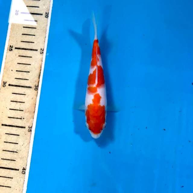 Kohaku, 16 cm