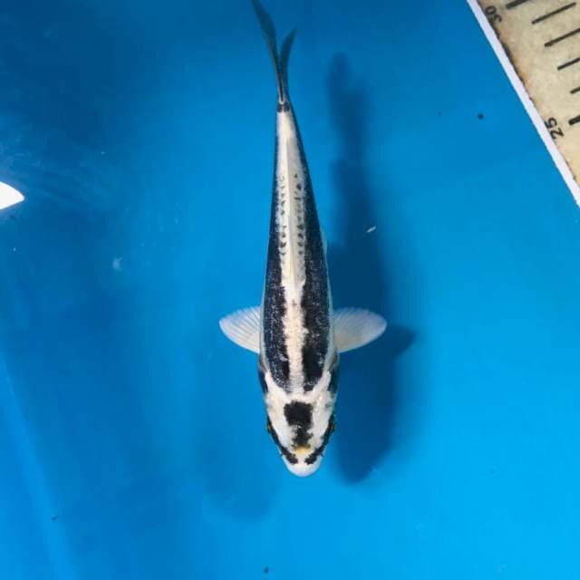 Kikokuryu, 15 cm