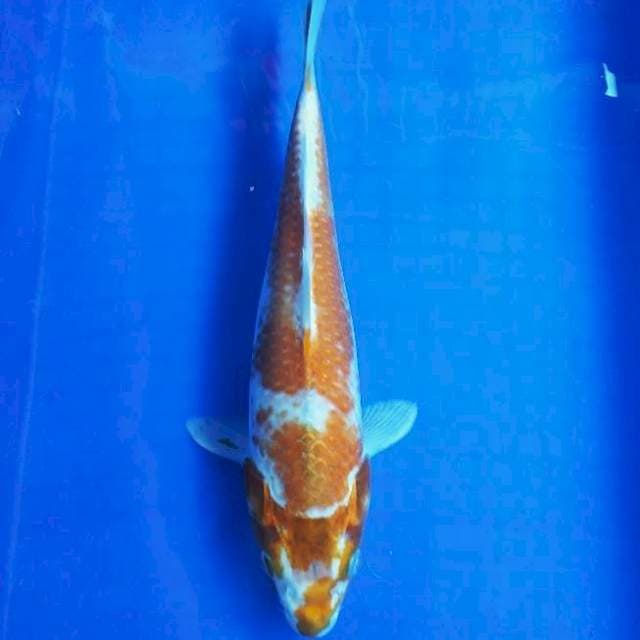 Hariwake 33cm