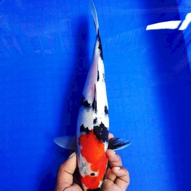 Showa 33cm