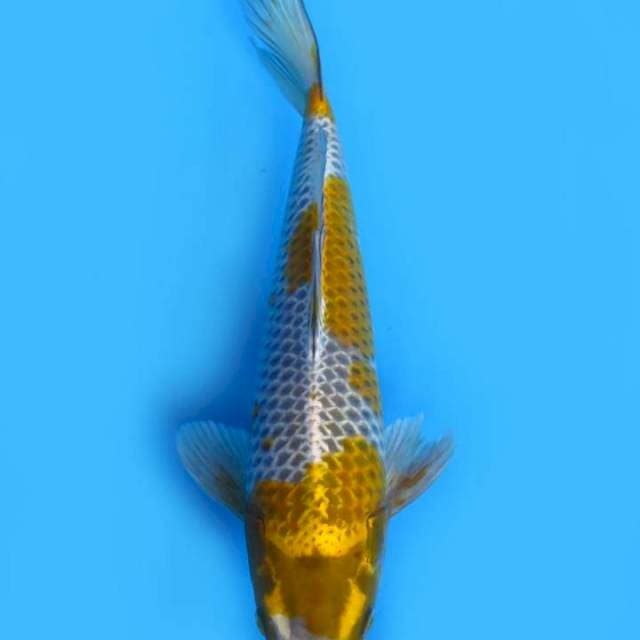 Kogane ochiba 33cm ml