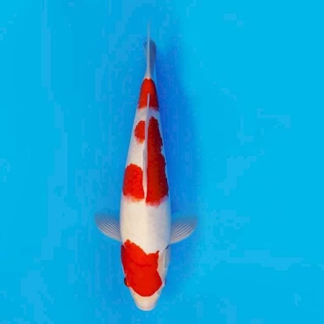 MATSURI 12 ~ KOHAKU ™