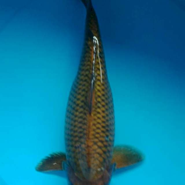 MIDORIGOI JANTAN 33 Cm