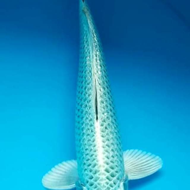 SILVER MUKASHI GINRIN 33 Cm, JANTAN