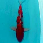 Super hot 42 cm super red goshiki SQ
